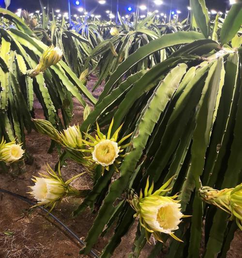 火龙果从开花到成熟需要多长时间？多久才能收获火龙果？
