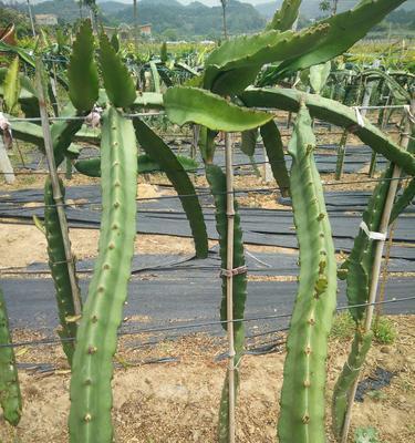 火龙果从开花到成熟需要多长时间？多久才能收获火龙果？