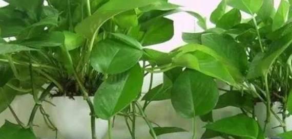 一棵绿萝七个鬼是什么意思？绿萝的正确养护方法是什么？