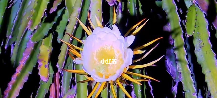 火龙果花的颜色是什么？常见颜色有哪些变化？