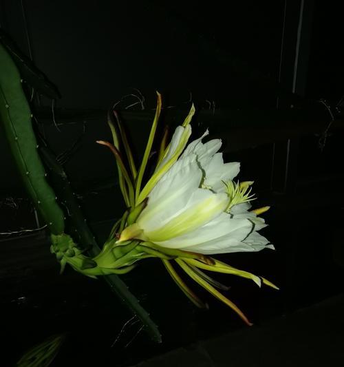 火龙果花的作用是什么？它有哪些健康益处？