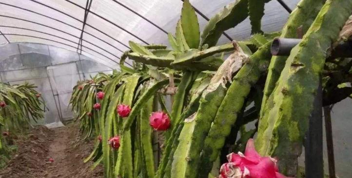 火龙果几年才能结果实？如何提高结果实效率？