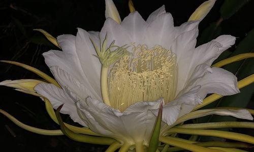 火龙果几年开花结果？如何促进其开花和结果？