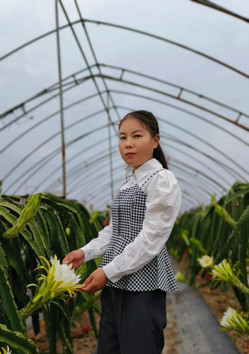火龙果什么时候成熟采摘？如何判断火龙果的最佳采摘时间？