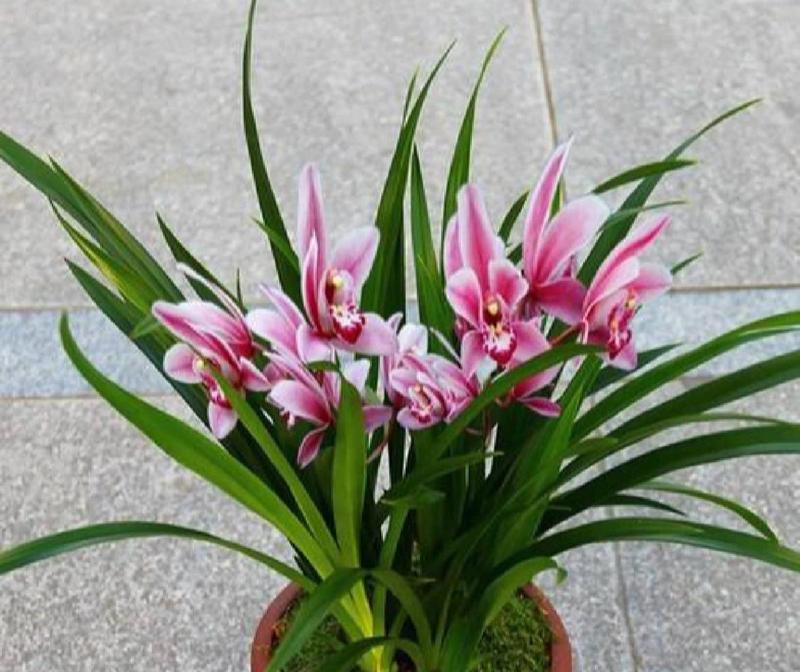 兰花的花语是什么？如何正确解读兰花的含义？
