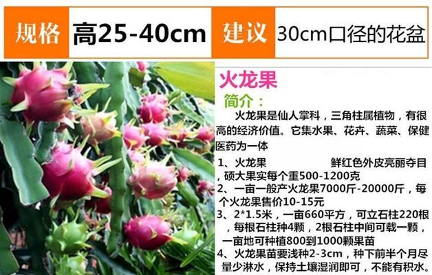 火龙果扦插需要多长时间才能生根？