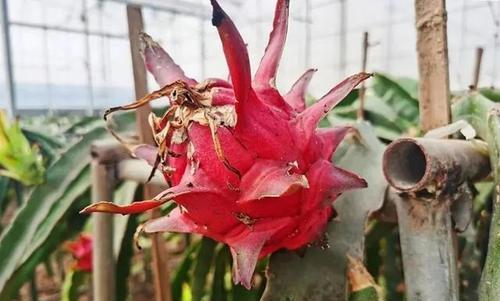 火龙果什么时候成熟？成熟期通常在几月份？