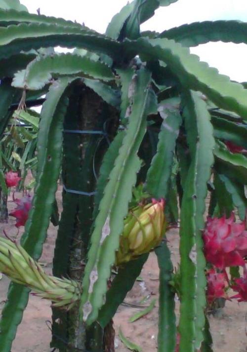火龙果最佳种植季节是什么时候？如何确保高产？