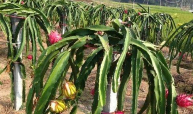 火龙果最佳种植季节是什么时候？如何确保高产？