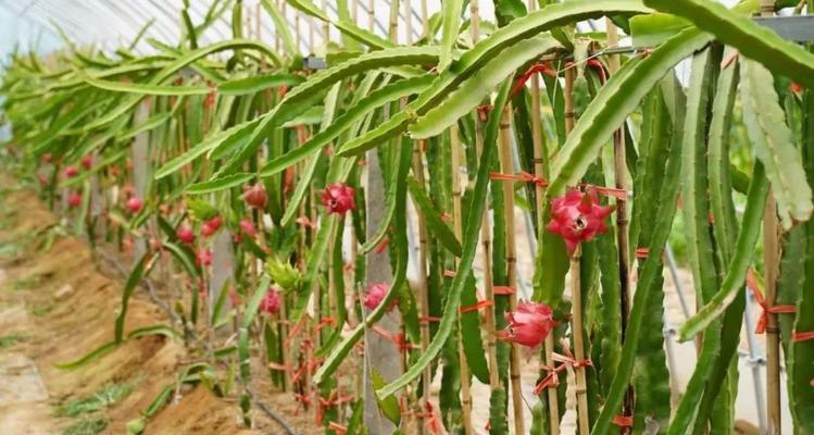 火龙果何时成熟上市？上市季节和购买技巧是什么？