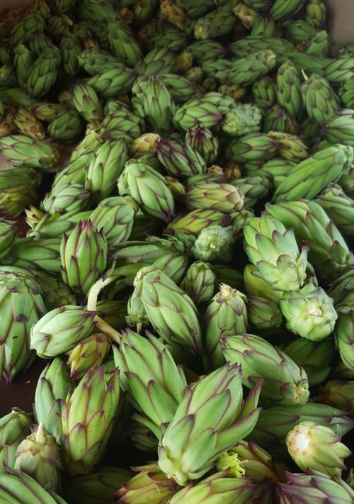 火龙果生芽了还能吃吗？如何安全食用？