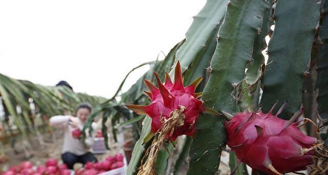 火龙果施肥指南：哪种肥料最适合？如何正确施肥？