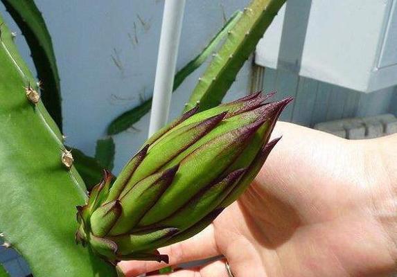 火龙果属于什么科？它的种植条件有哪些？