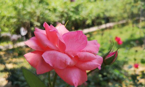 月季花花语是什么？如何赞美月季花的美好寓意？
