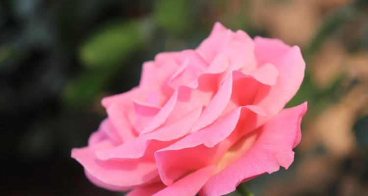 月季花花语是什么？如何赞美月季花的美好寓意？