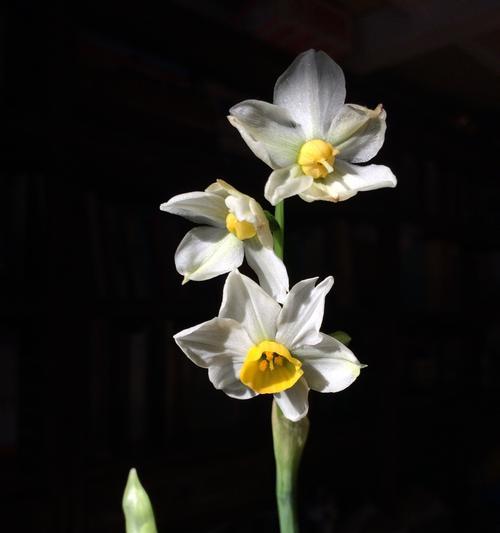 中国水仙花的花语有哪些含义？