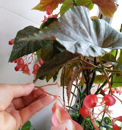 竹节海棠花语是什么？它的寓意有哪些？