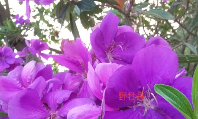 紫色牡丹花语是什么？如何正确解读其含义？