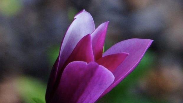 紫玉兰花象征着什么？紫玉兰花的寓意有哪些常见问题解答？