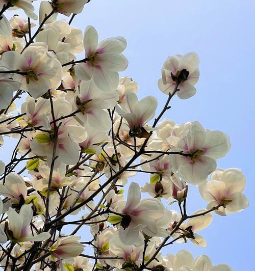 紫玉兰花象征着什么？紫玉兰花的寓意有哪些常见问题解答？