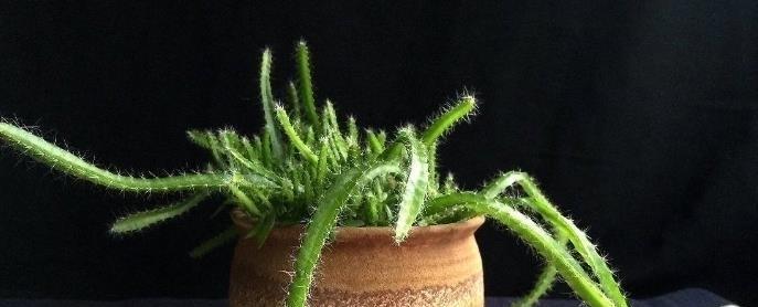火龙果留种子的方法是什么？如何正确保存火龙果种子？