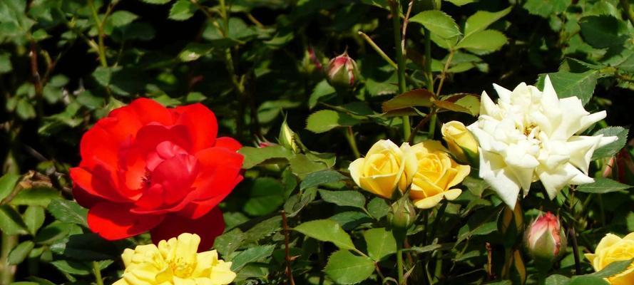 紫月季花语是什么？了解紫月季的象征意义和花语含义？