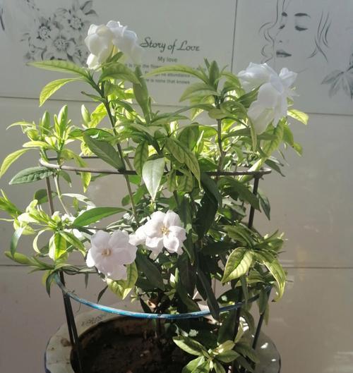 栀子花代表什么意思？栀子花的花语和象征意义是什么？