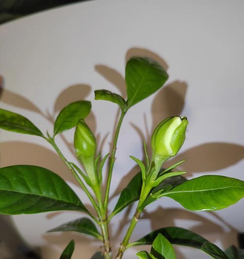 栀子花代表什么意思？栀子花的花语和象征意义是什么？