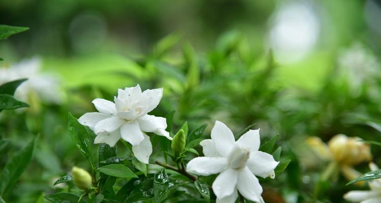 栀子花通常几月开花？它的花语和象征意义是什么？