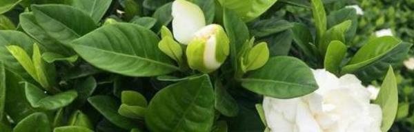 栀子花通常几月开花？它的花语和象征意义是什么？