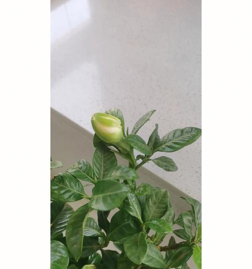 栀子花养不活寓意什么？如何正确养护栀子花？