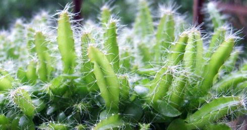 火龙果什么时候种植最好？种植后生长周期是多久？