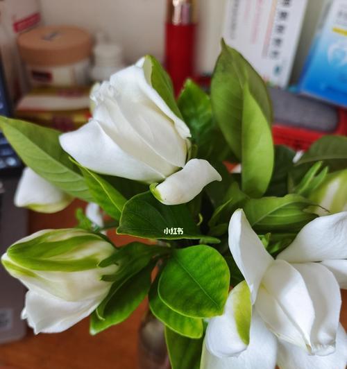 栀子花养不活寓意什么？如何正确养护栀子花？