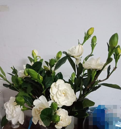 栀子花的花语是什么？为什么人们喜欢栀子花？