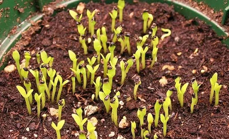 火龙果种子发芽需要多长时间？常见问题解答