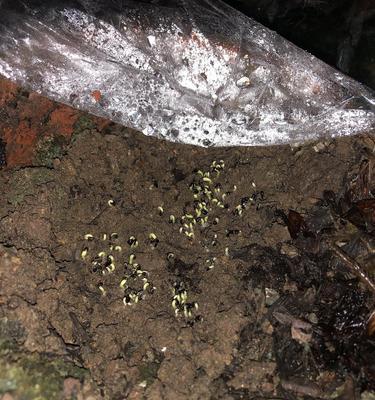 火龙果种子发芽需要多长时间？如何促进更快发芽？