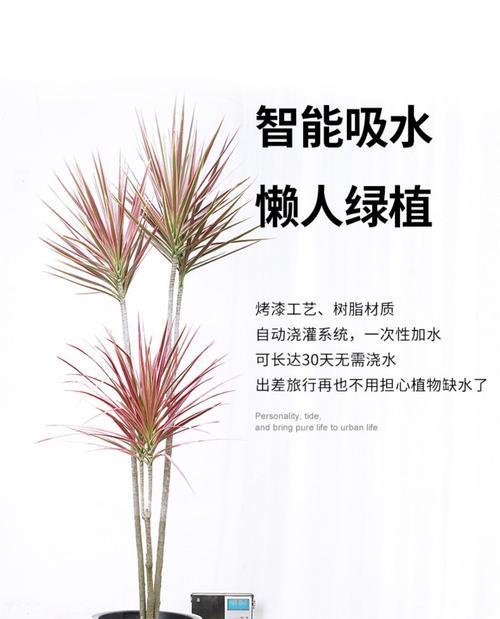 火龙珠养殖需要注意什么？如何正确养殖火龙珠？