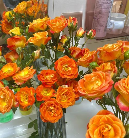 火龙珠鲜花如何正确醒花？醒花过程中需要注意什么？