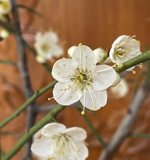 白梅花的花语是什么？了解白梅花的象征意义和文化背景？