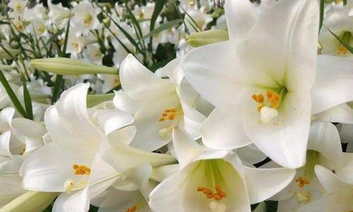 百合花花语是什么？不同颜色的百合花代表什么含义？