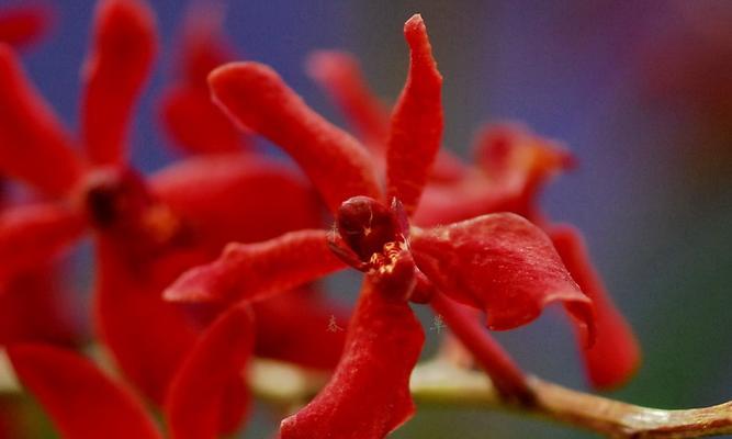 火焰兰开花时间是什么时候？如何正确养护以促进开花？