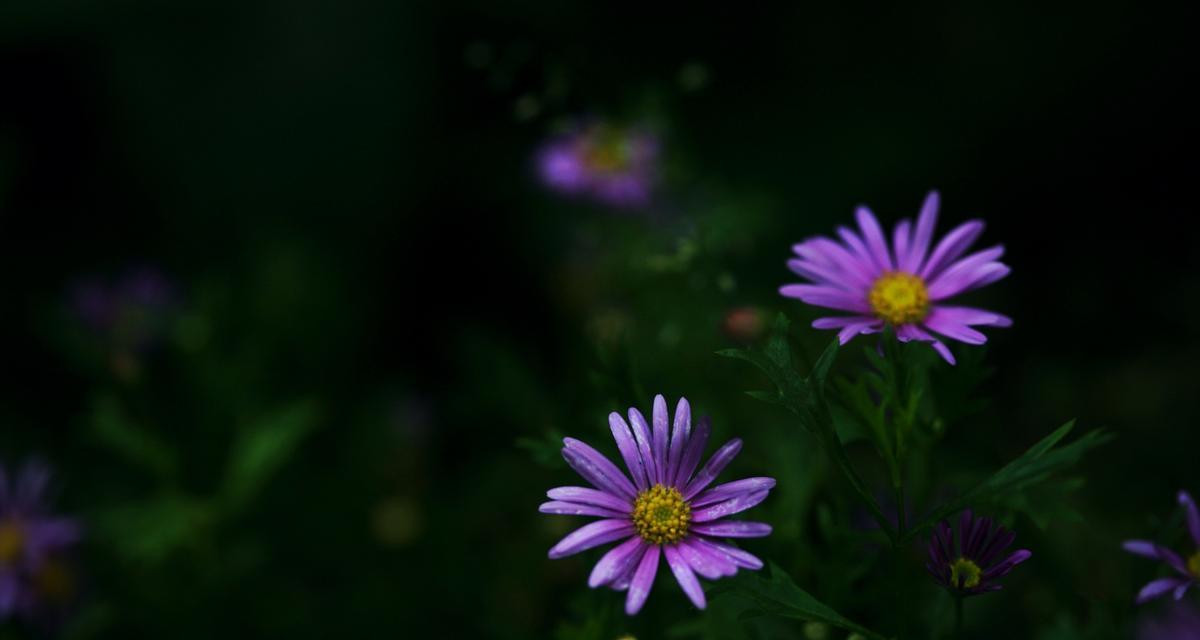 黑色的花有哪些及其花语是什么？