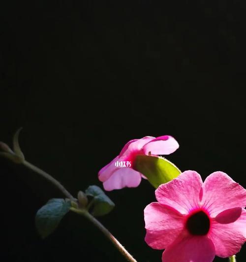 黑色的花有哪些及其花语是什么？