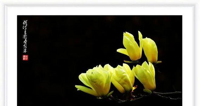 倦倚玉栏看月晕是什么意思？容易语低香近又代表什么？