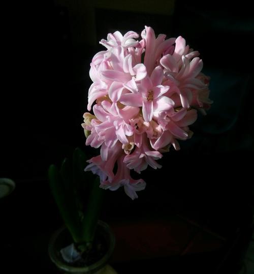 蓝紫色风信子代表什么含义？花语有哪些？
