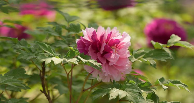 牡丹的花语是什么？如何正确养植牡丹？