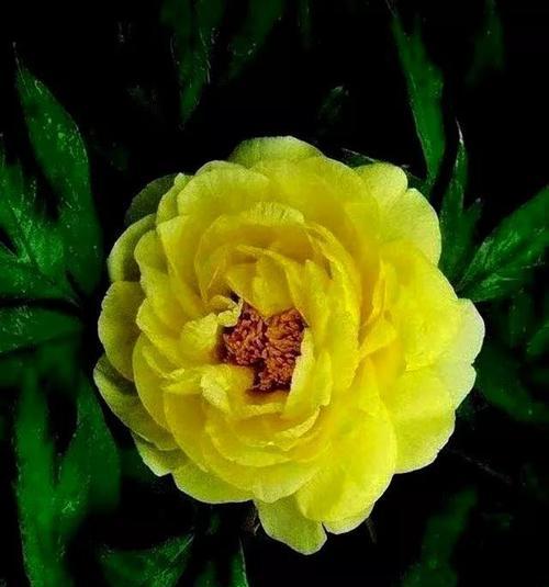 牡丹花语是什么？牡丹花的寓意和特点有哪些？