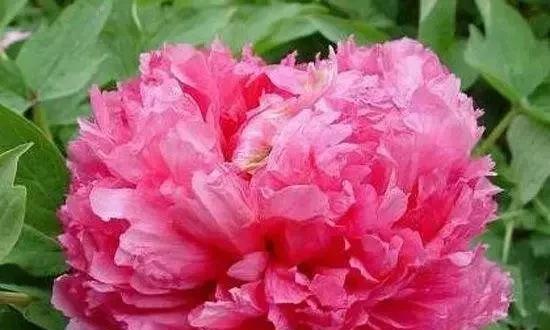 牡丹花语是什么？牡丹花的寓意和特点有哪些？