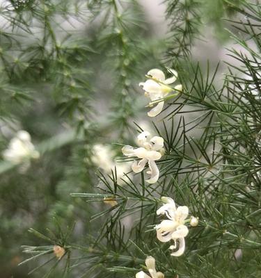 文竹花语是什么？如何表达永恒的心意？