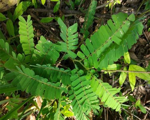 鸡骨草种子有毒吗？食用安全性和种植注意事项是什么？